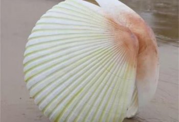 貝殼雕塑廠家，廣場(chǎng)海洋生物擺件，創(chuàng)意貝殼雕塑小品