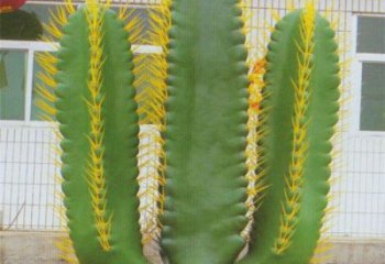 陽(yáng)庭院仙人掌雕塑